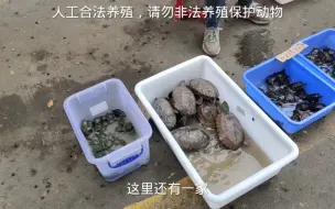 Download Video: 顺德三洲市场卖的草龟、火焰龟、黑颈龟、入门级闭壳龟安布怎么样