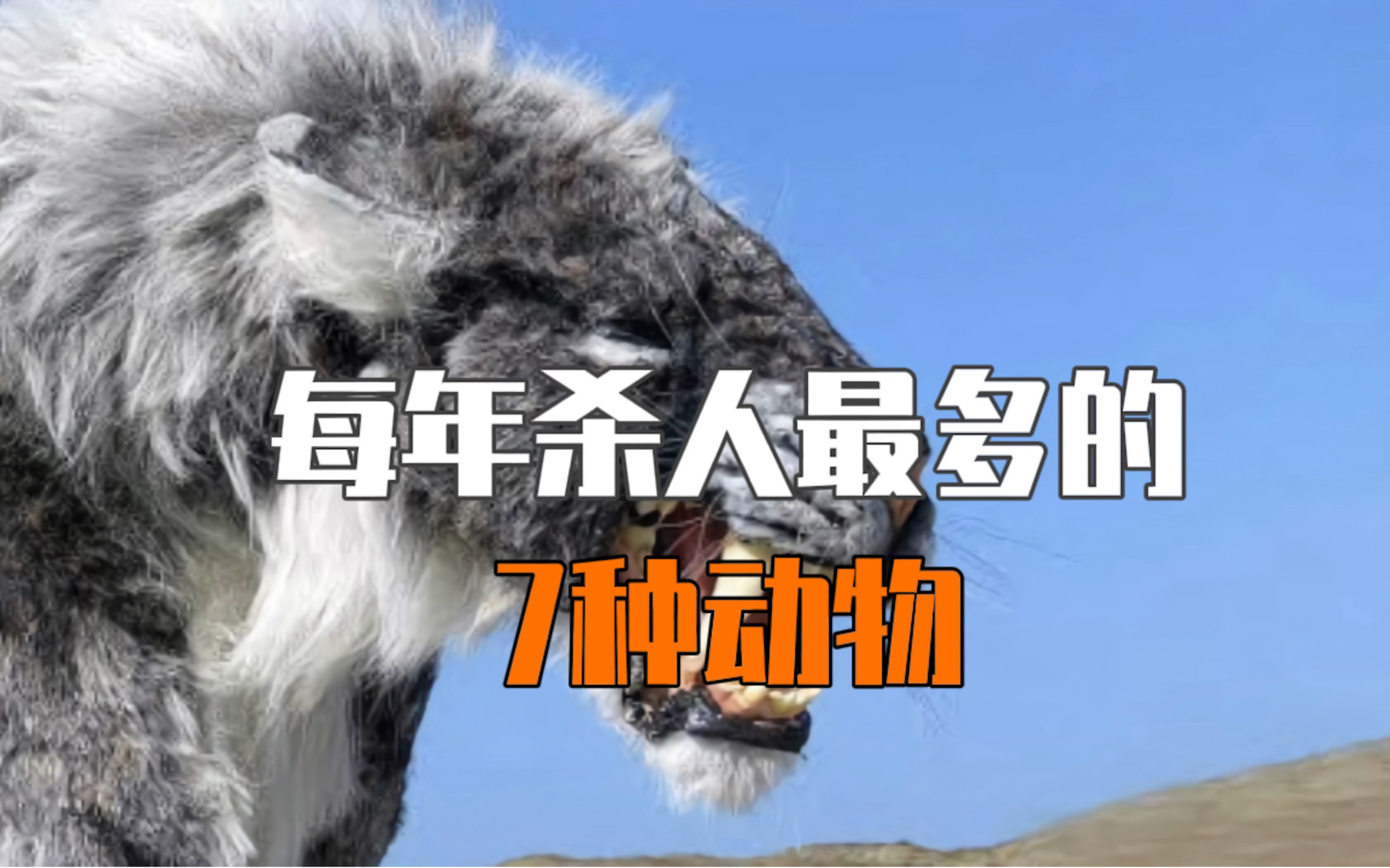 每年杀人最多的七种动物