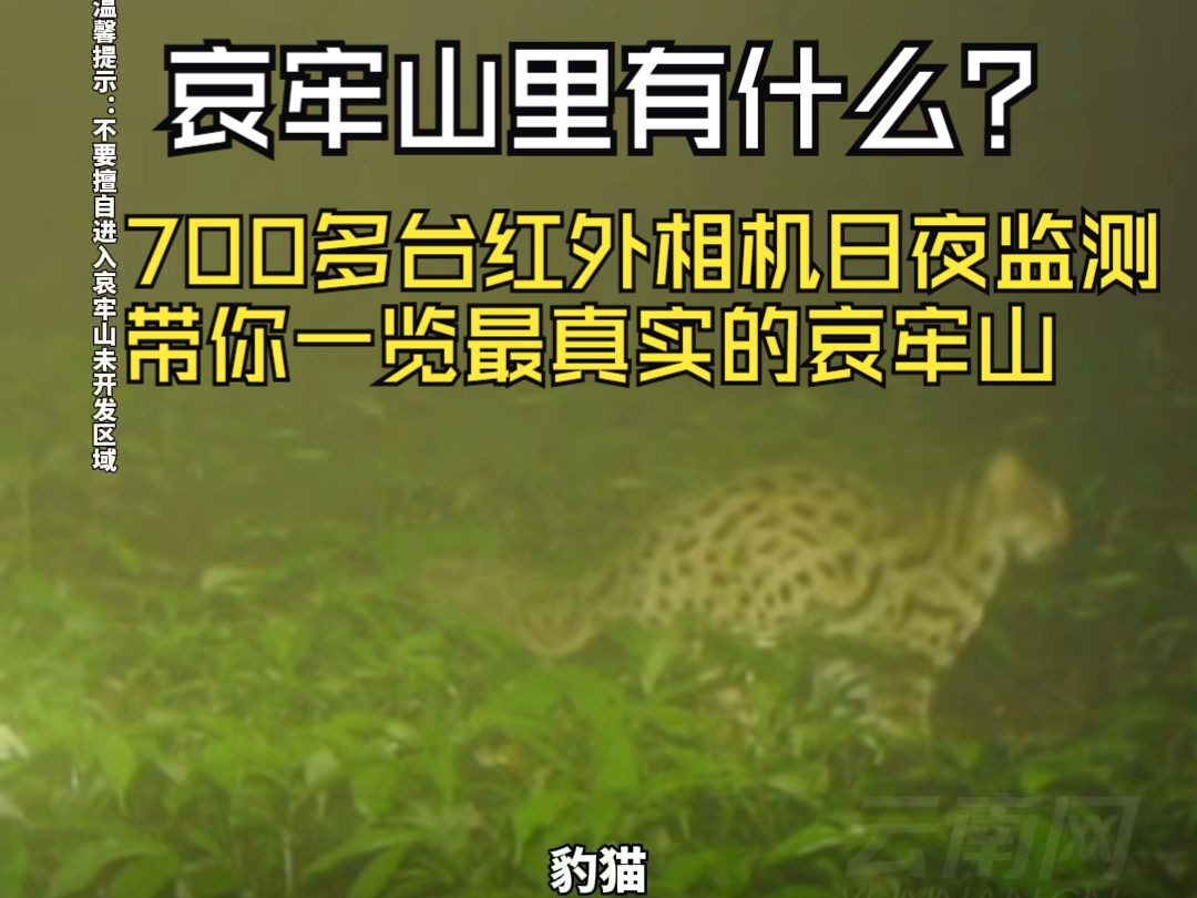 哀牢山里有什么?700多台红外相机日夜监测,带你一览最真实的哀牢山.哔哩哔哩bilibili