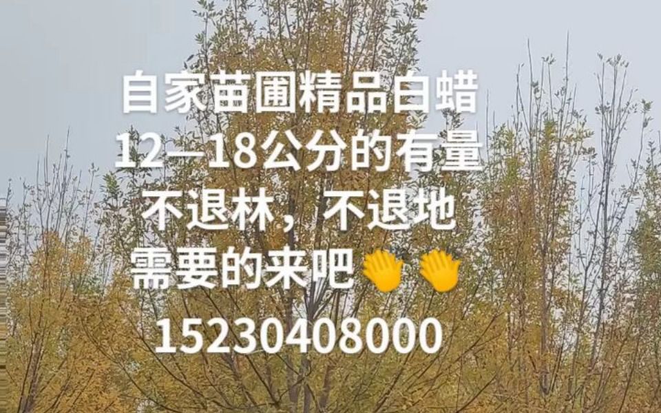 苗木平台:自家苗圃精品白蜡,1218公分,有量不退林不退地哔哩哔哩bilibili