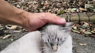 感動猫動画 猫の集会所に集まっていた野良猫を撫で撫でしてたら子猫の黒猫ちゃんがモフられにきた 哔哩哔哩