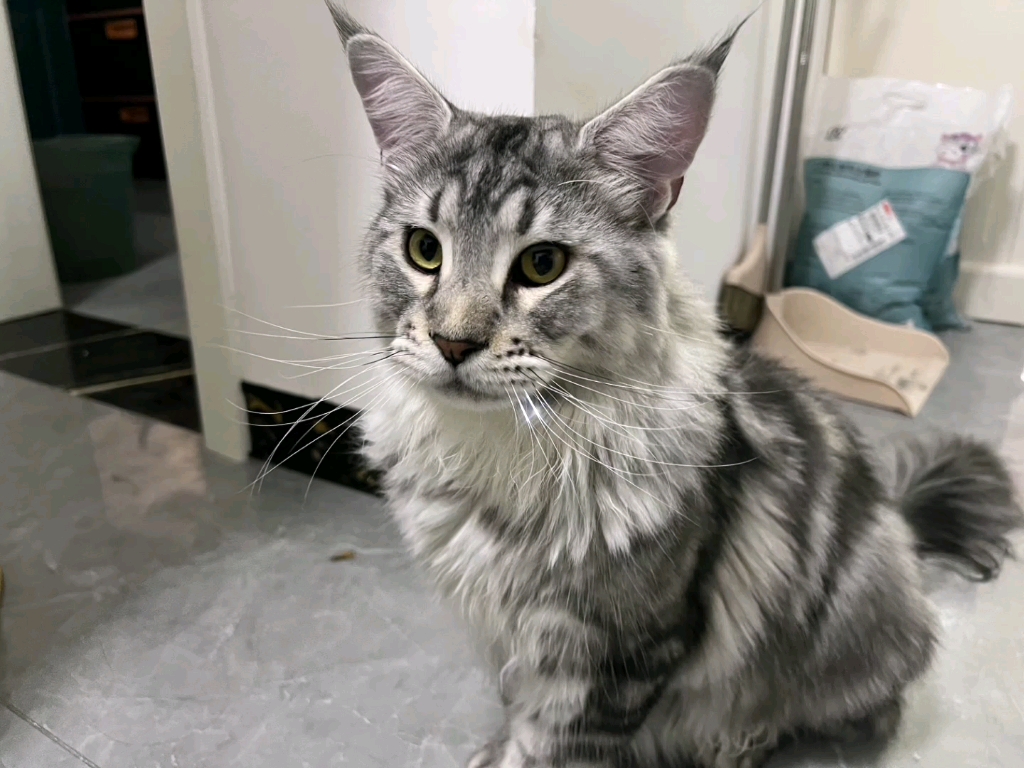 一只清冷虚弱美猫