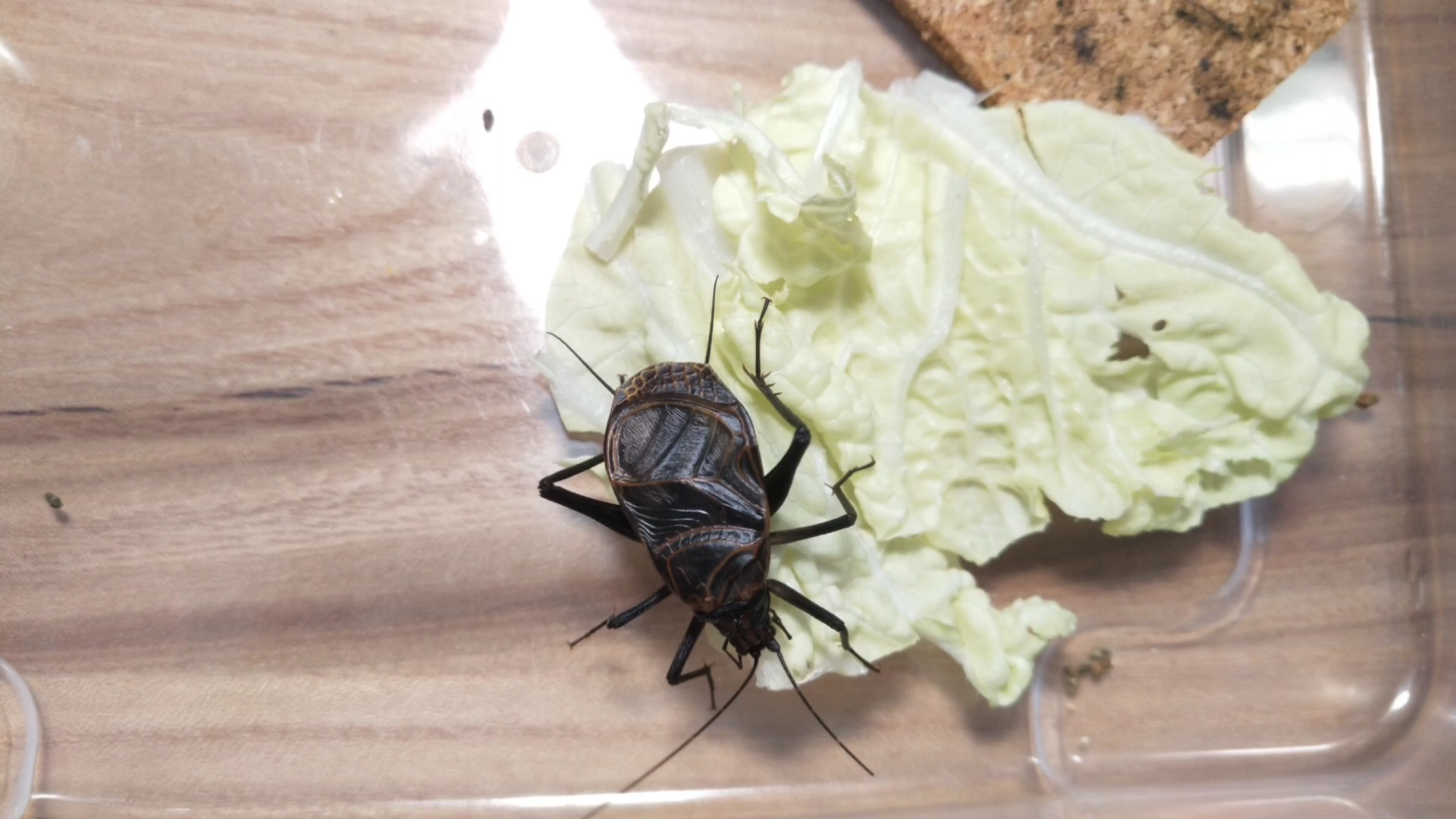 过年 小麒蛉吃白菜