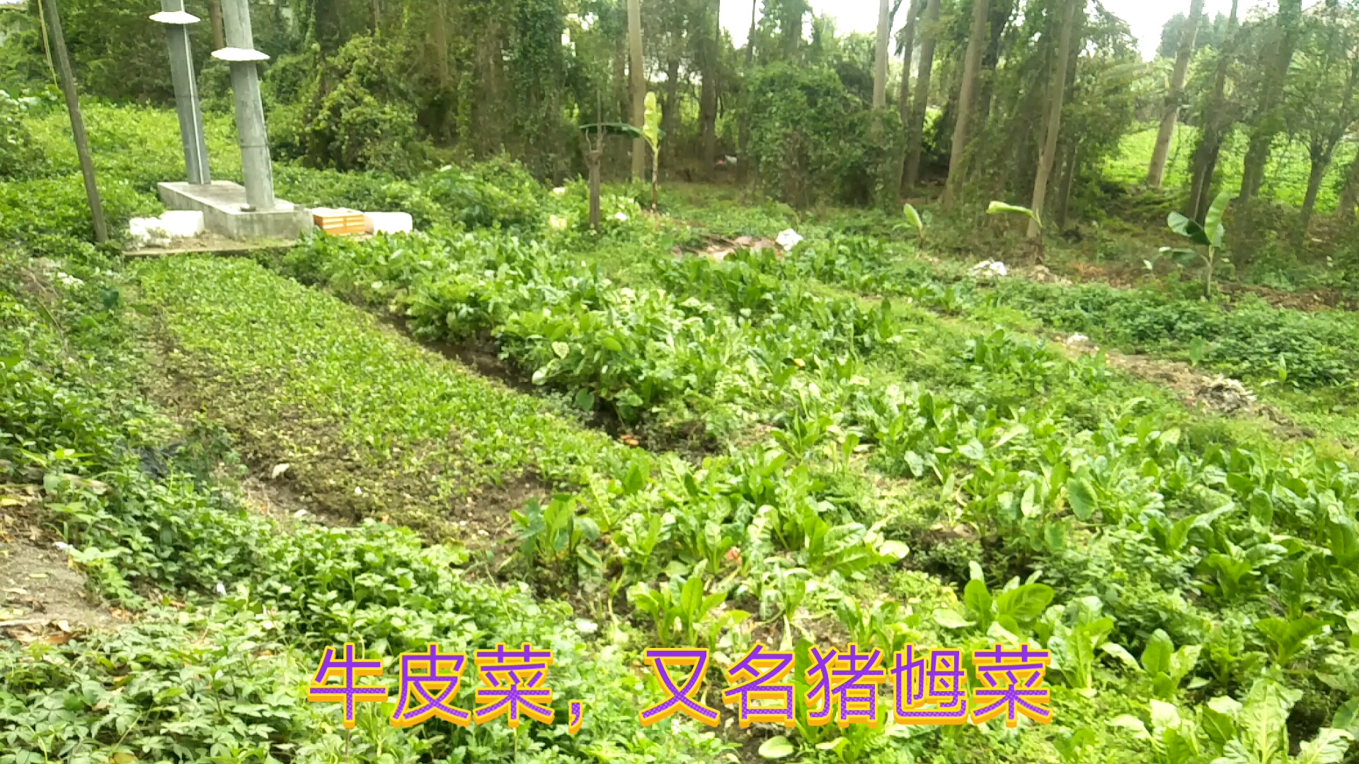 没啥人吃的猪乸菜,大姨却种了三分地,7块钱的蕹菜吃不起呀
