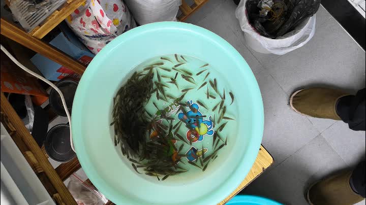 参观我的阳台新朋友300食蚊鱼和2只黄喉苗