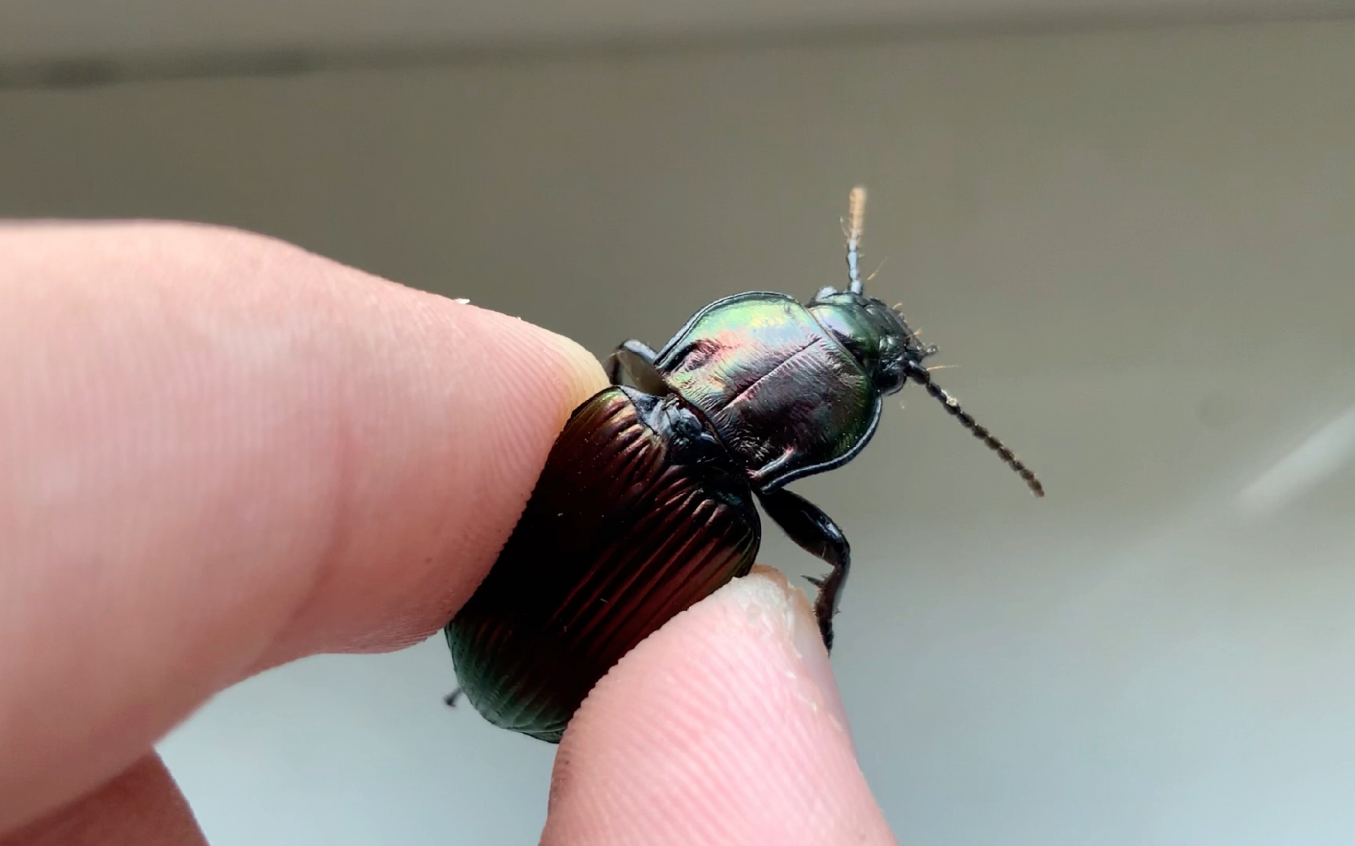 季末的漂亮步甲