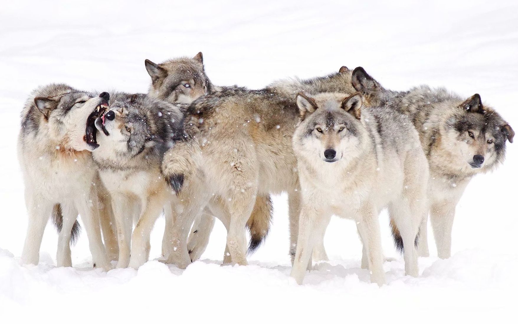 4k高清:峡谷狼群在雪地里嬉戏打闹