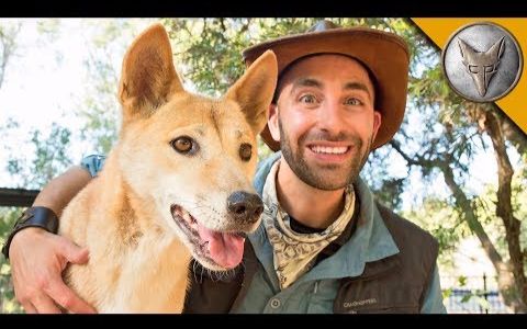 【狼叔野外探险】遇见郊狼