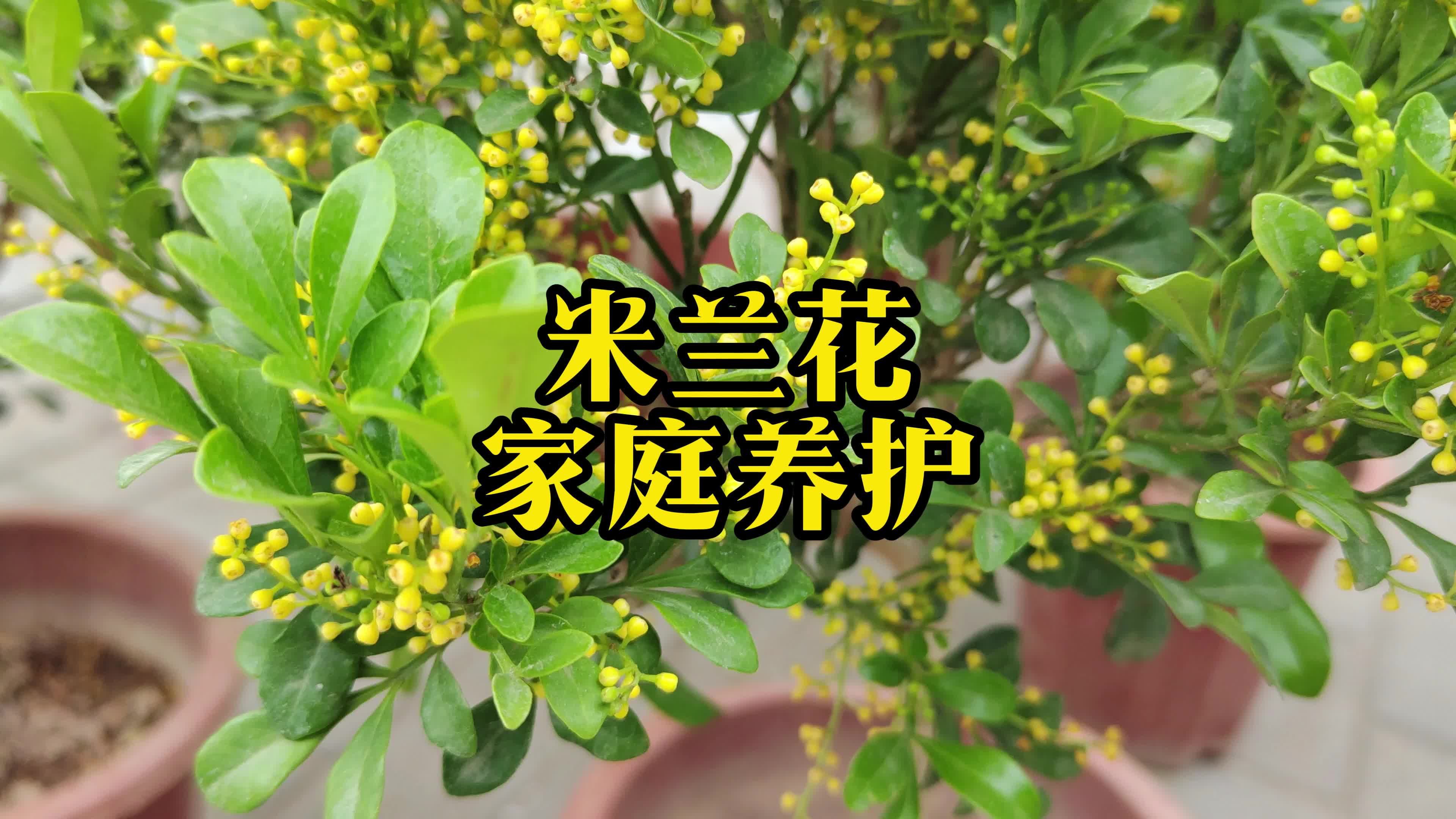 米兰花养殖方法的简单介绍 米兰花养殖方法的简单

先容
（米兰花养植方法） 养殖