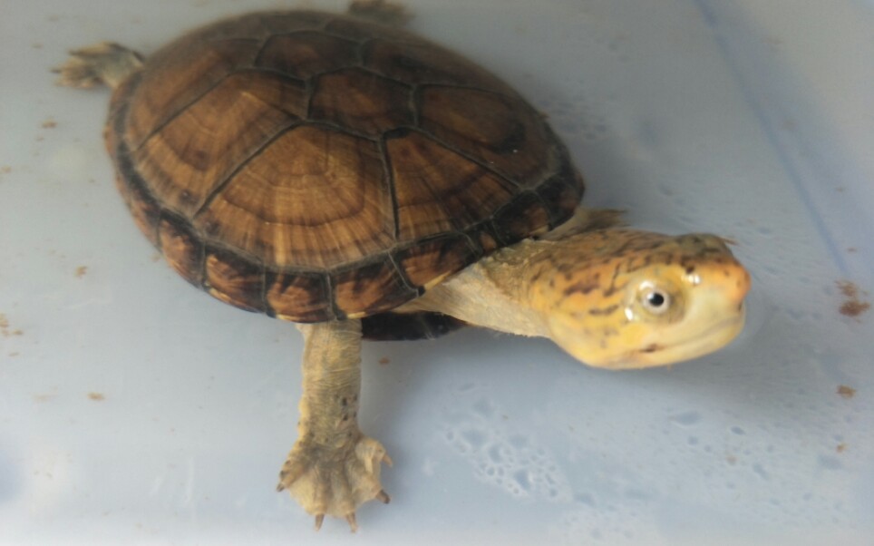 【红面蛋龟】小红蛋长大啦(>_ )_哔哩哔哩_bilibili