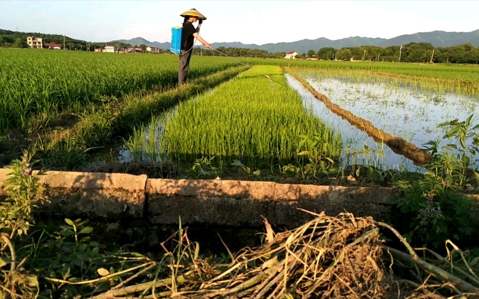 酵素生态种植,自然农耕第94天:第二批秧苗出现叶瘟病的苗期管理