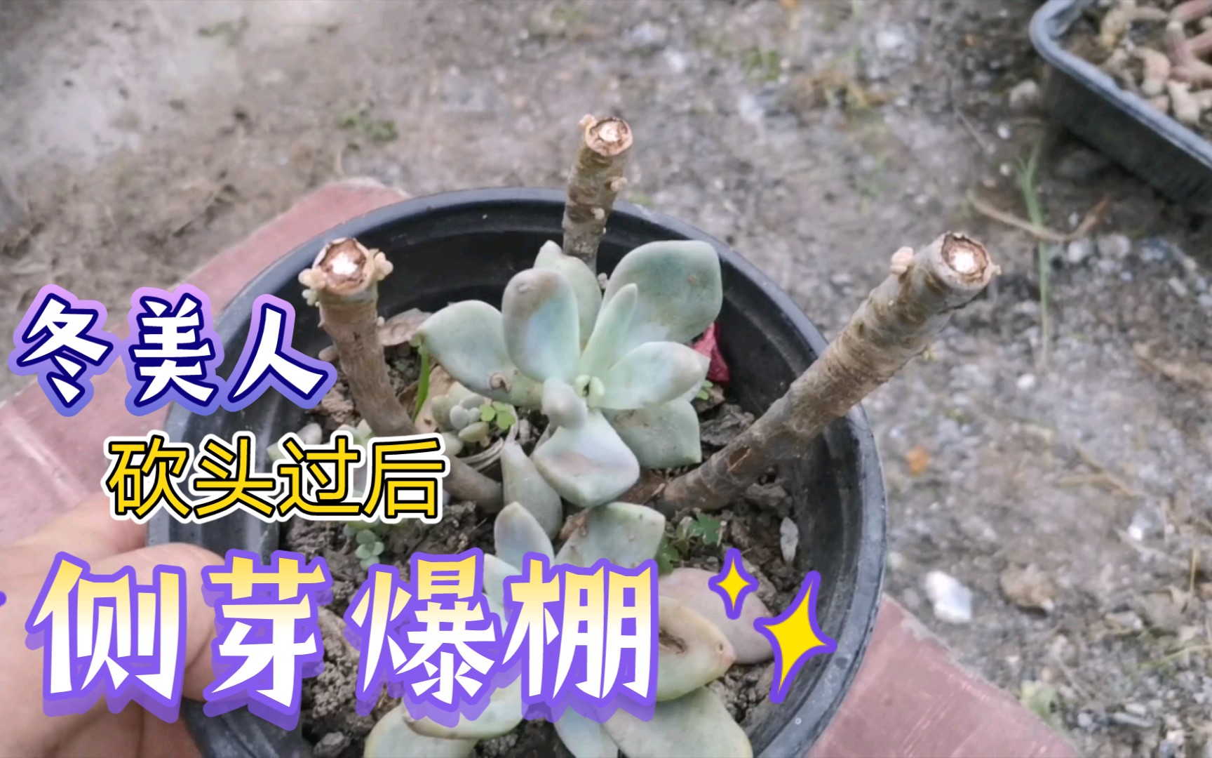 活动作品冬美人坎过头后侧芽爆棚不要舍不得砍头越狠越漂亮