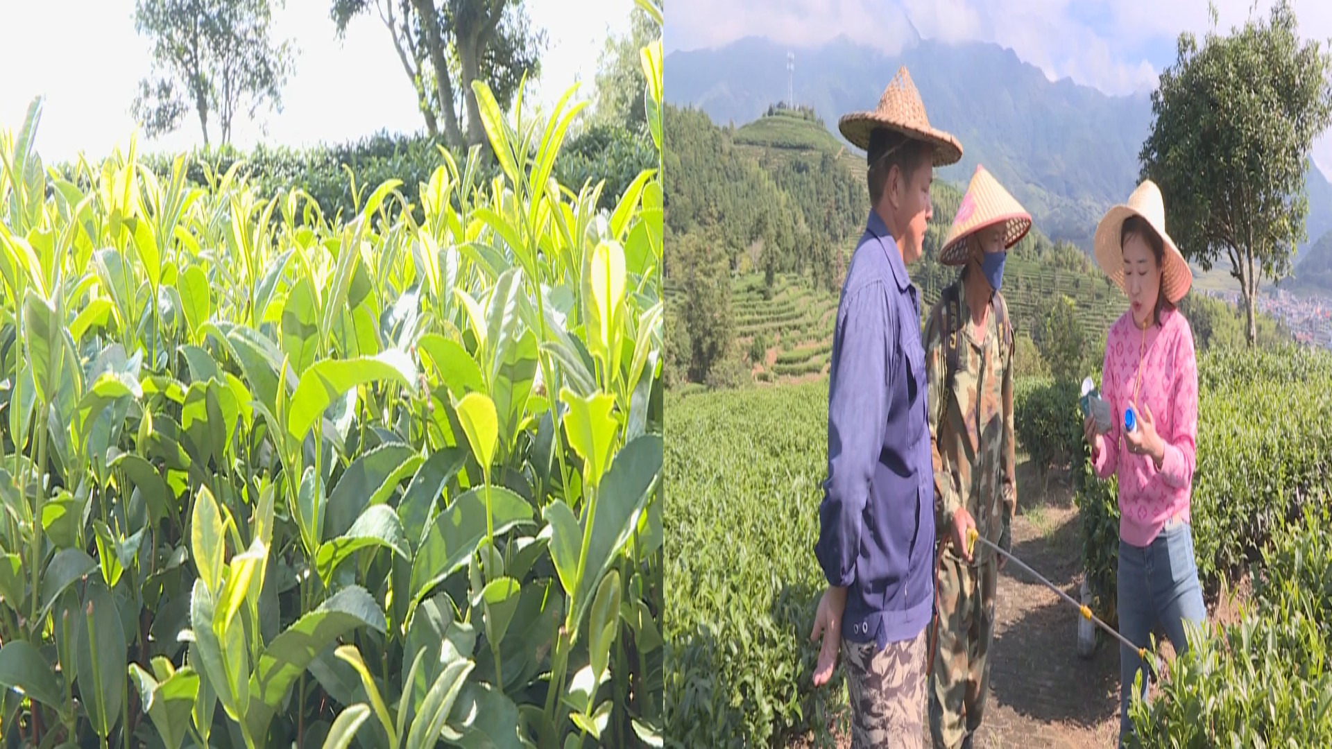 实现无污染治虫!生物防治守护生态茶园,保障茶叶生产安全哔哩哔哩bilibili