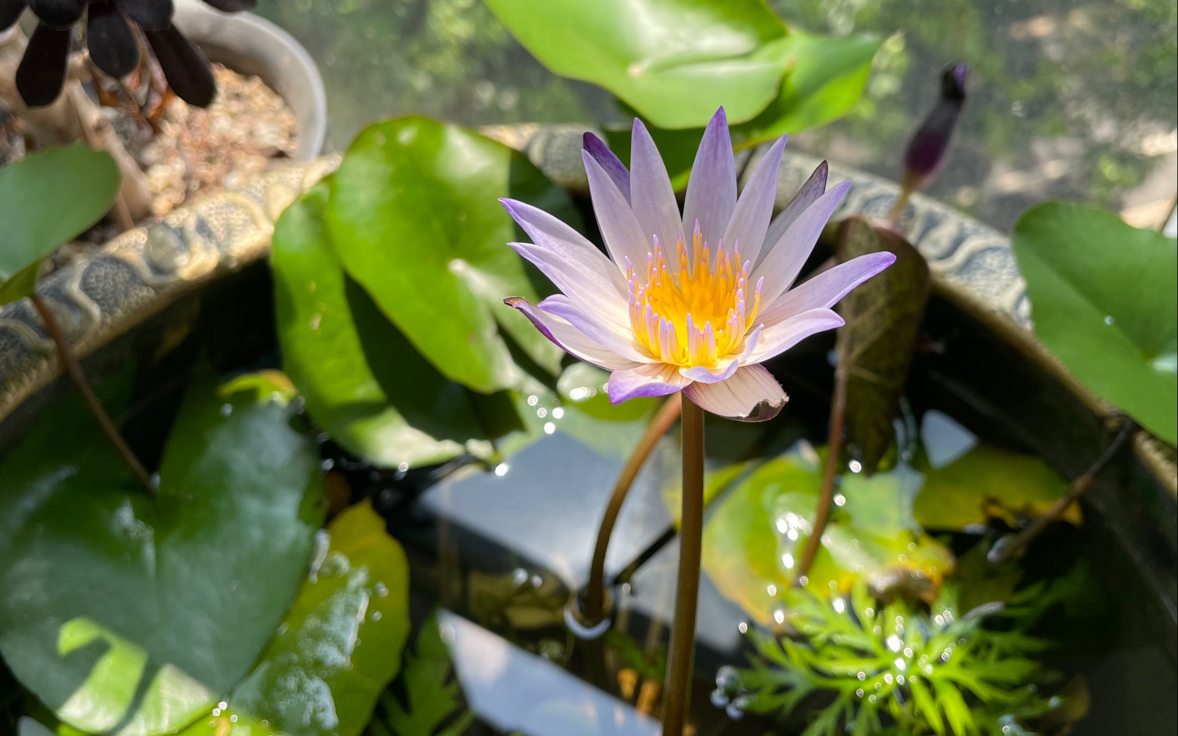 睡莲-黑美人的一天