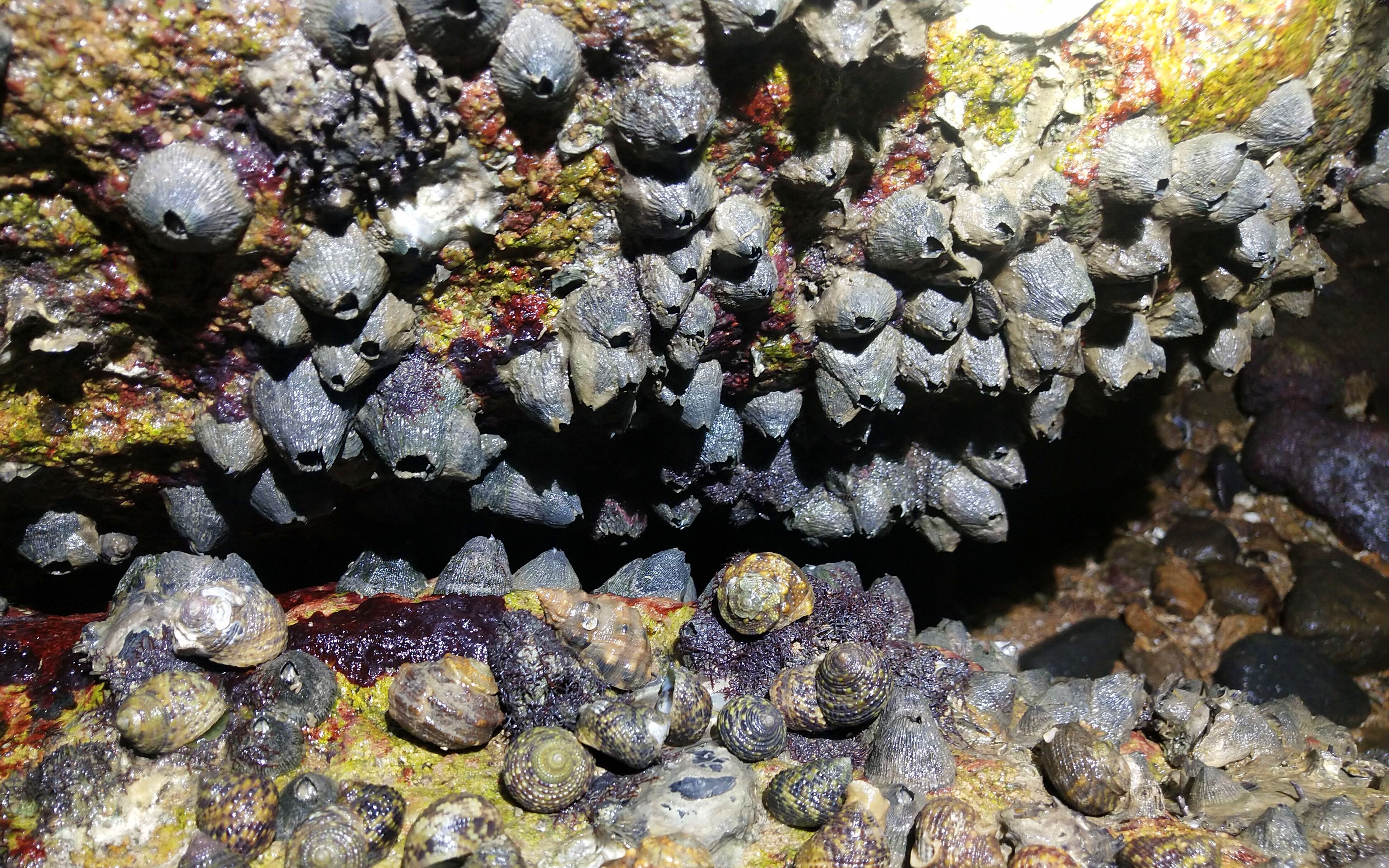 海边岩石上的螺大全图片