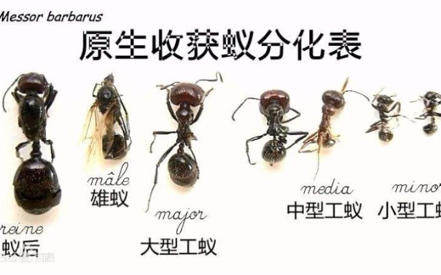 久违的蚂蚁投喂视频野蛮收获蚁原生收获蚁