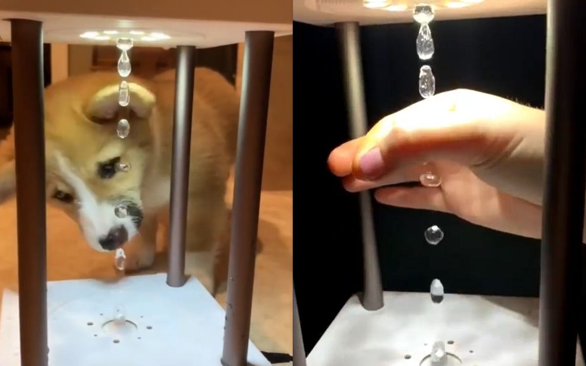这个反重力水灯也太酷了吧水滴从下往上流狗狗看了一脸愣逼哈哈哈油兔