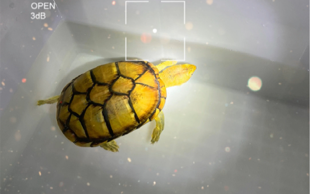 北部白唇天花板级别种公_哔哩哔哩_bilibili