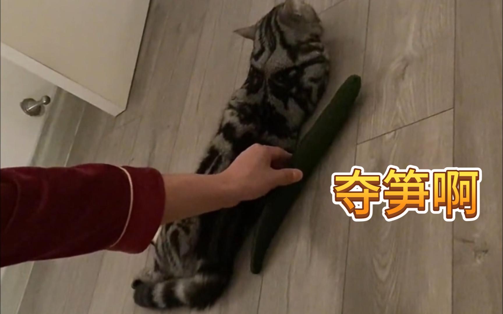 什么?你不知道猫怕什么?试试这个办法!哔哩哔哩bilibili