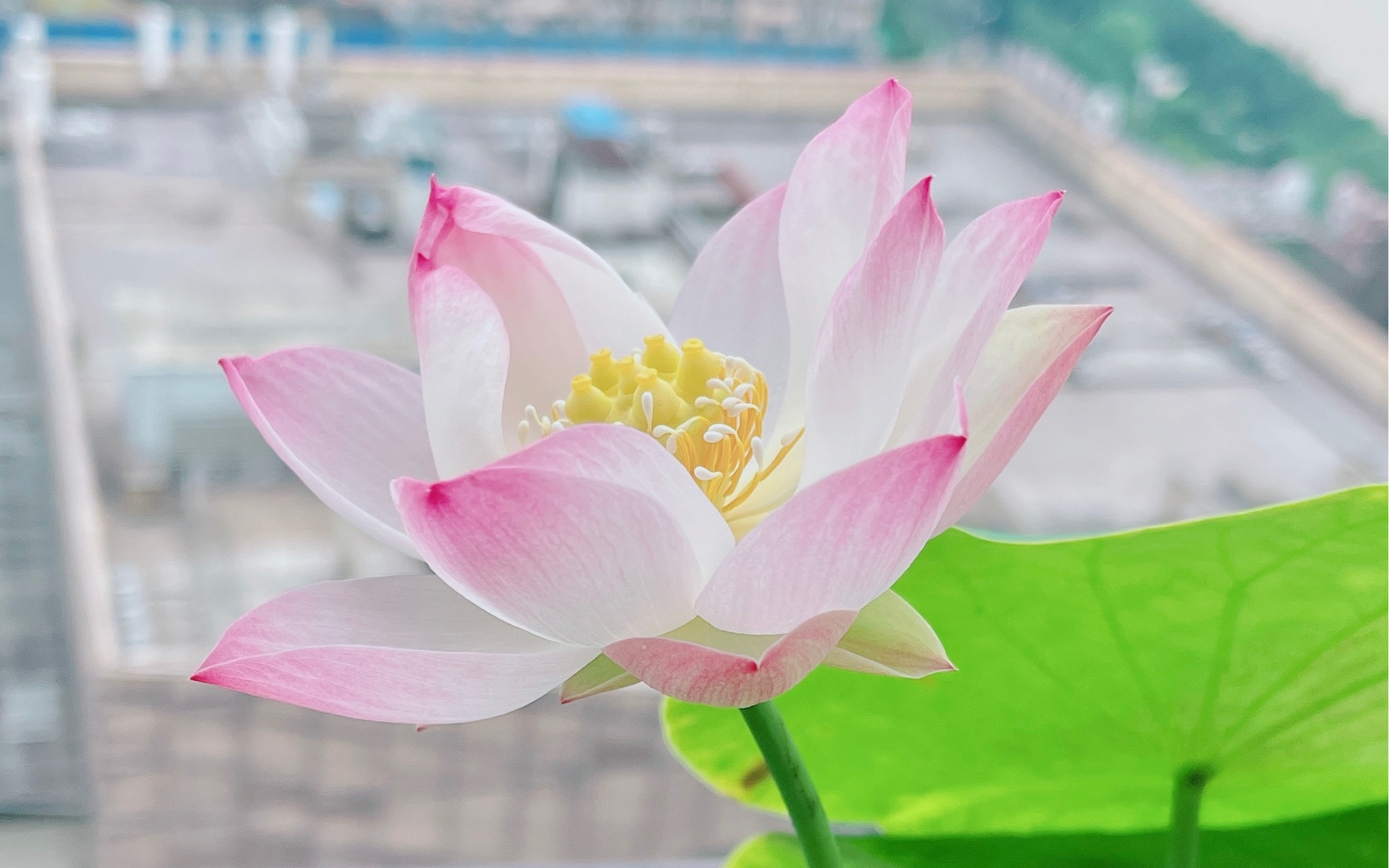 碗莲粉妆今年的第一朵花