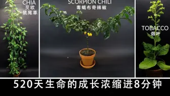 延时镜头下 各种植物的生长过程 哔哩哔哩 Bilibili 延时镜头下 各种植物的生长过程 哔哩哔哩 Bilibili