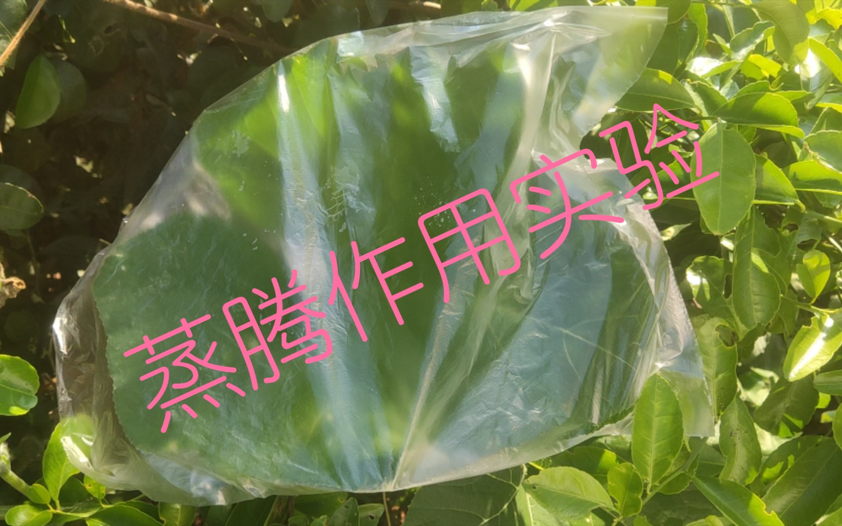 在相同状态下不同植物的蒸腾作用强度实验_哔哩哔哩_bilibili
