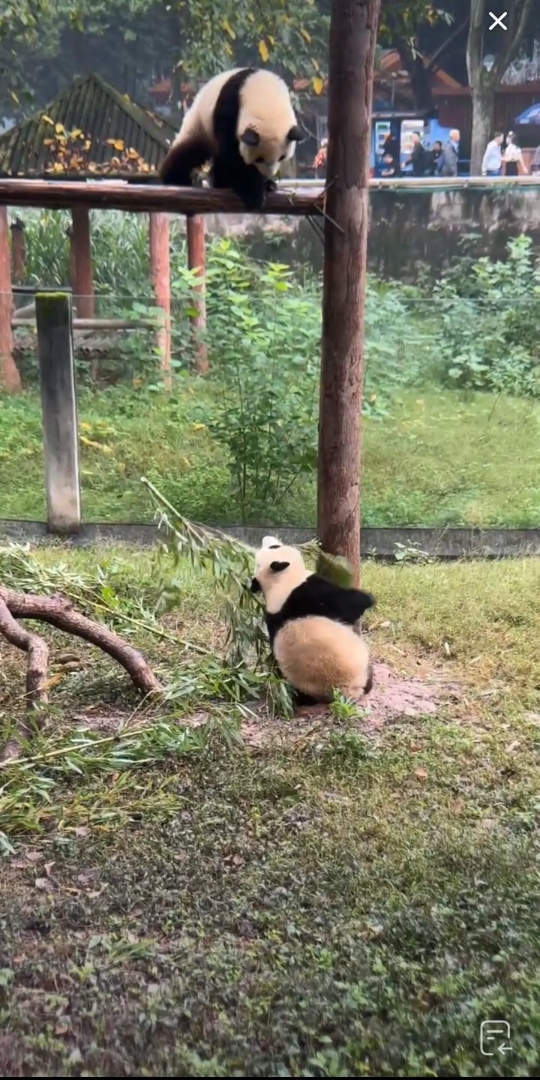 诺基亚熊猫爬树游戏图片