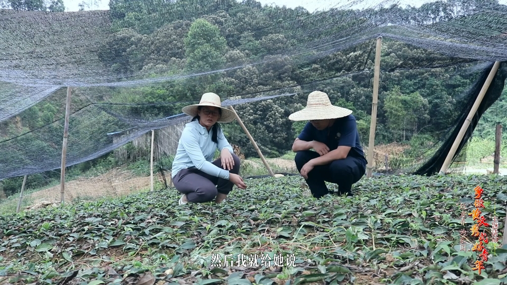 黄文秀式好青年|梧州茶博士于翠平哔哩哔哩bilibili