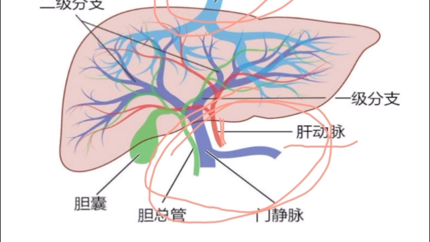 [图]肝的血液循环 肝动脉 门静脉 肝静脉