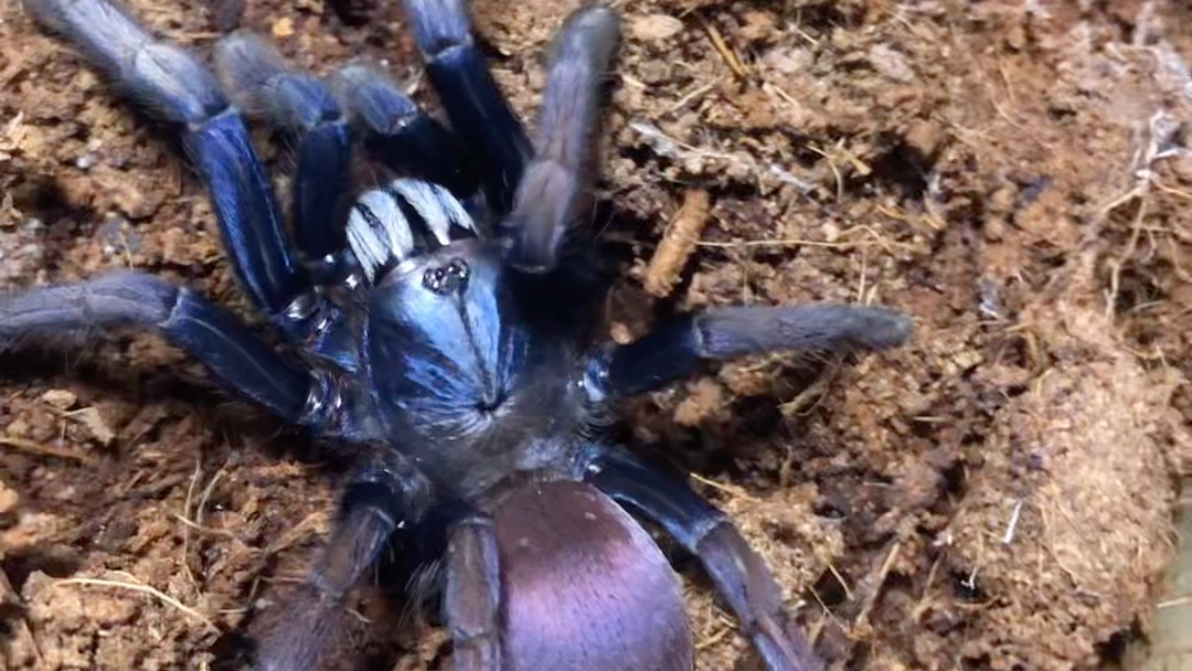 印度彩虹96,火焰97黄膝