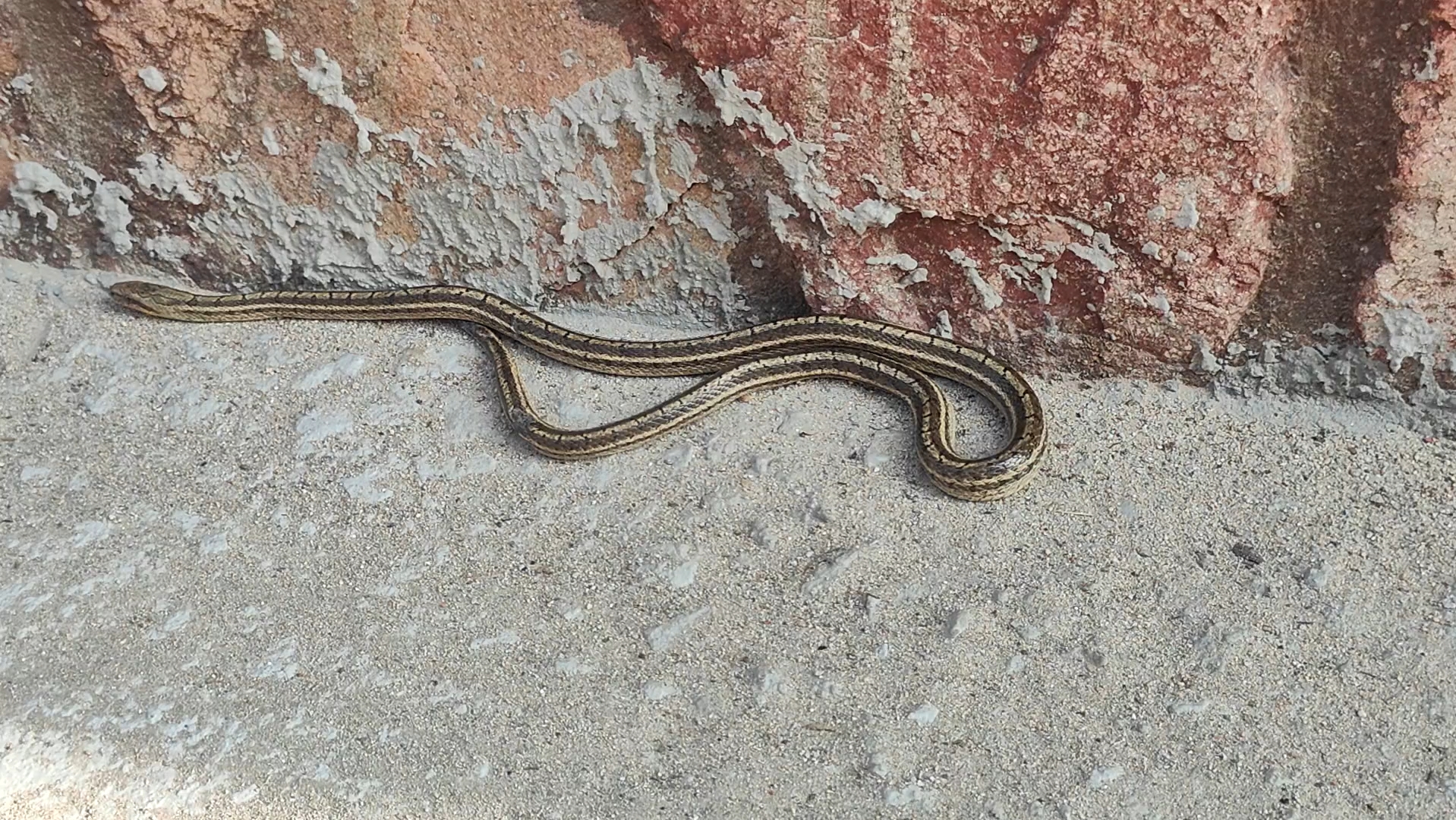 奶奶家后面发现的蛇,不知道是什么品种,有没有毒