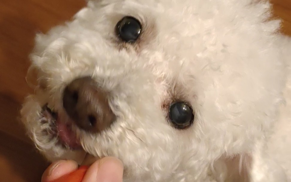 暴风吸入狗香肠