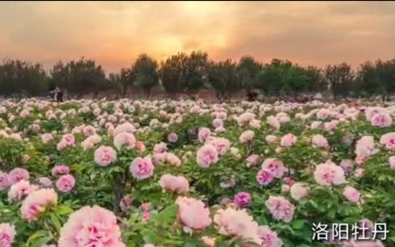 千年帝都,牡丹花城——第三十九届中国洛阳牡丹文化节哔哩哔哩bilibili