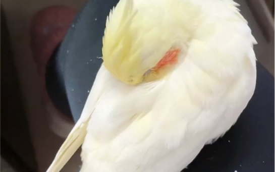 玄凤鹦鹉睡觉姿势图片图片
