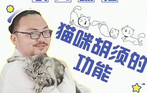 【猫咪品种科普】猫咪的胡须有玄机,还有别没事揪猫咪的胡须了𐟤륓”哩哔哩bilibili