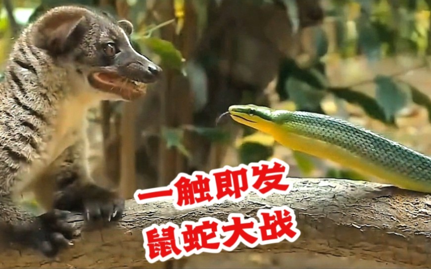 蛇鼠大战,一触即发,理由竟是争一条独木桥,打架就是任性!