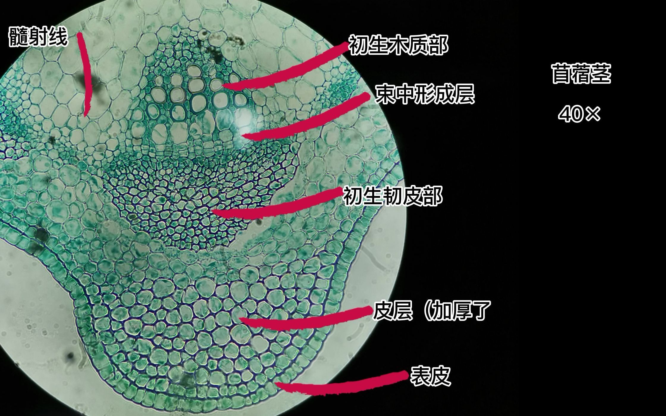 【植物学】茎哔哩哔哩bilibili