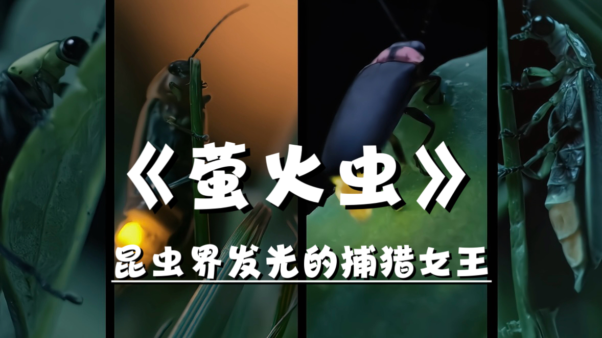 萤火虫,昆虫界的捕食女王