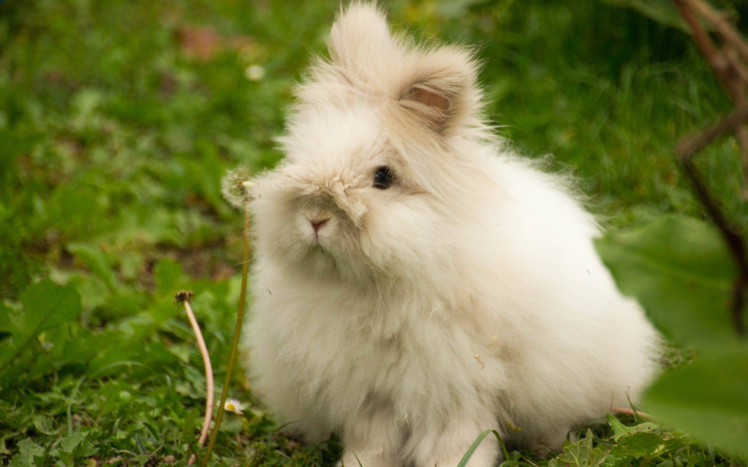 安哥拉兔:毛发经常会遮住眼睛甚至整个面部,看起来就像个毛球