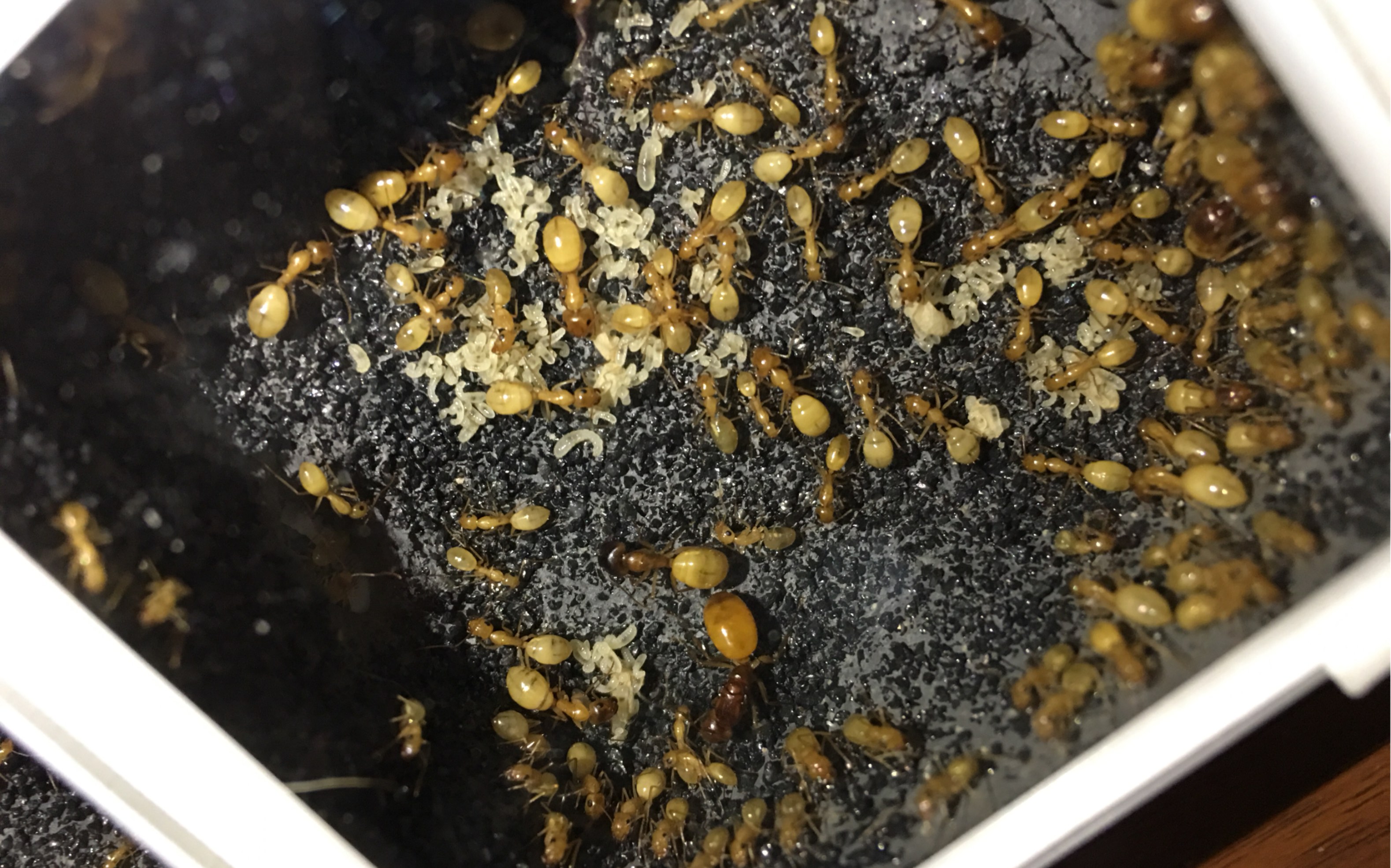 极品红金弓背蚁