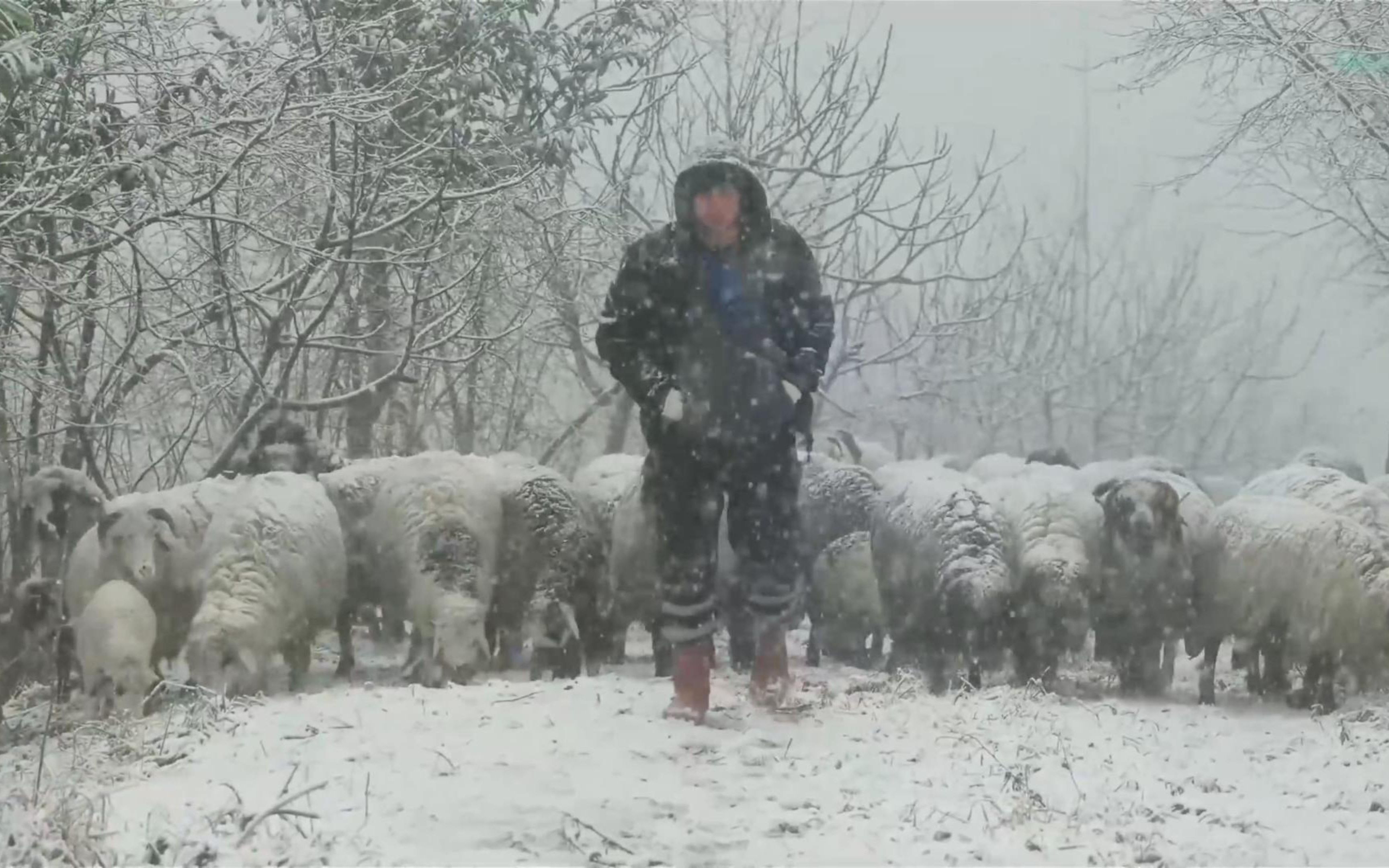 [图]冬季牧羊 纪录片 第一集