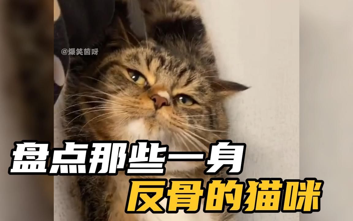 盘点那些一身反骨的猫,满脸不服气的样子,十斤的猫九斤的反骨