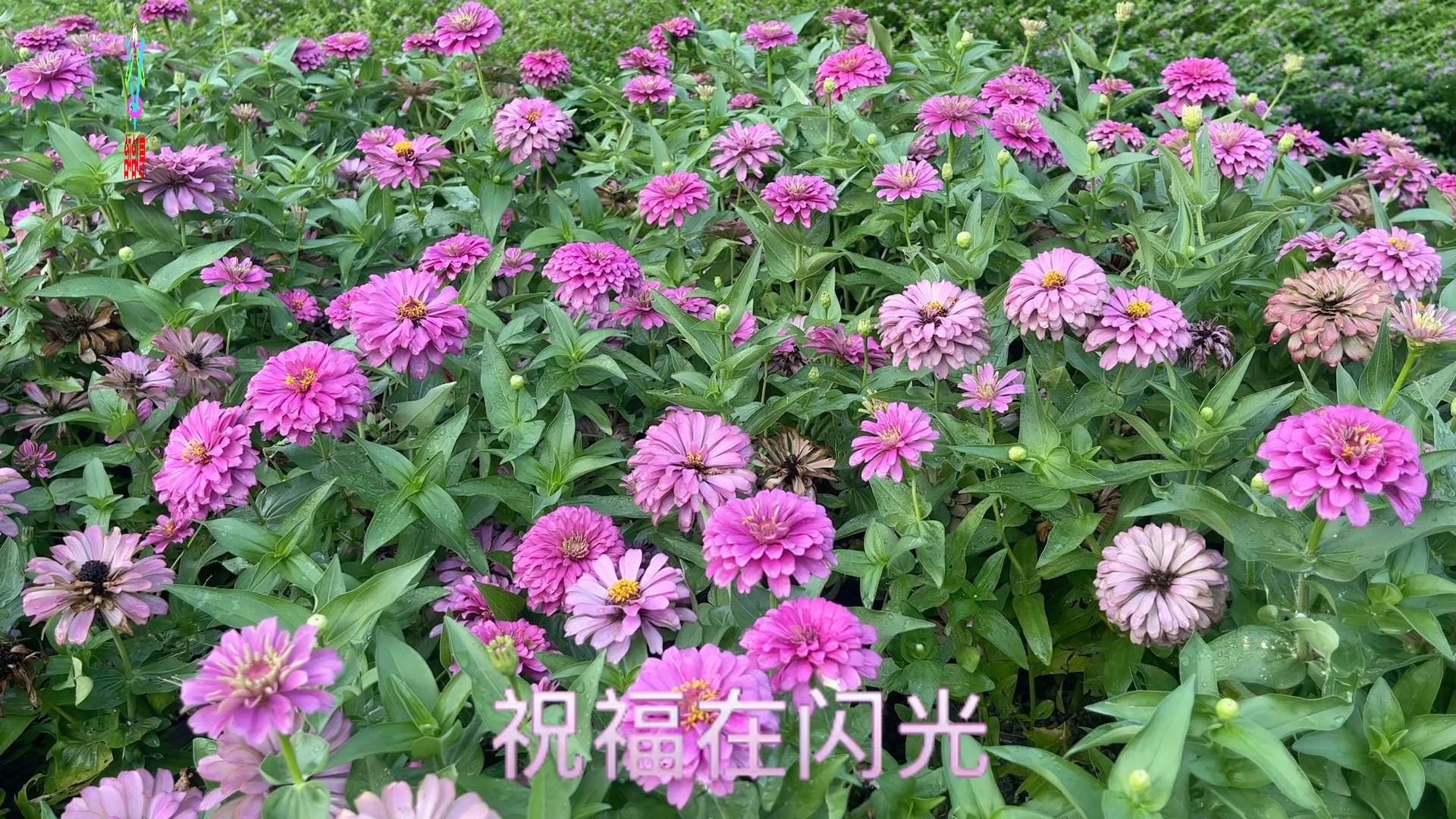 [图]赏花听歌 一首《人在天涯心在家乡》欢乐中秋节