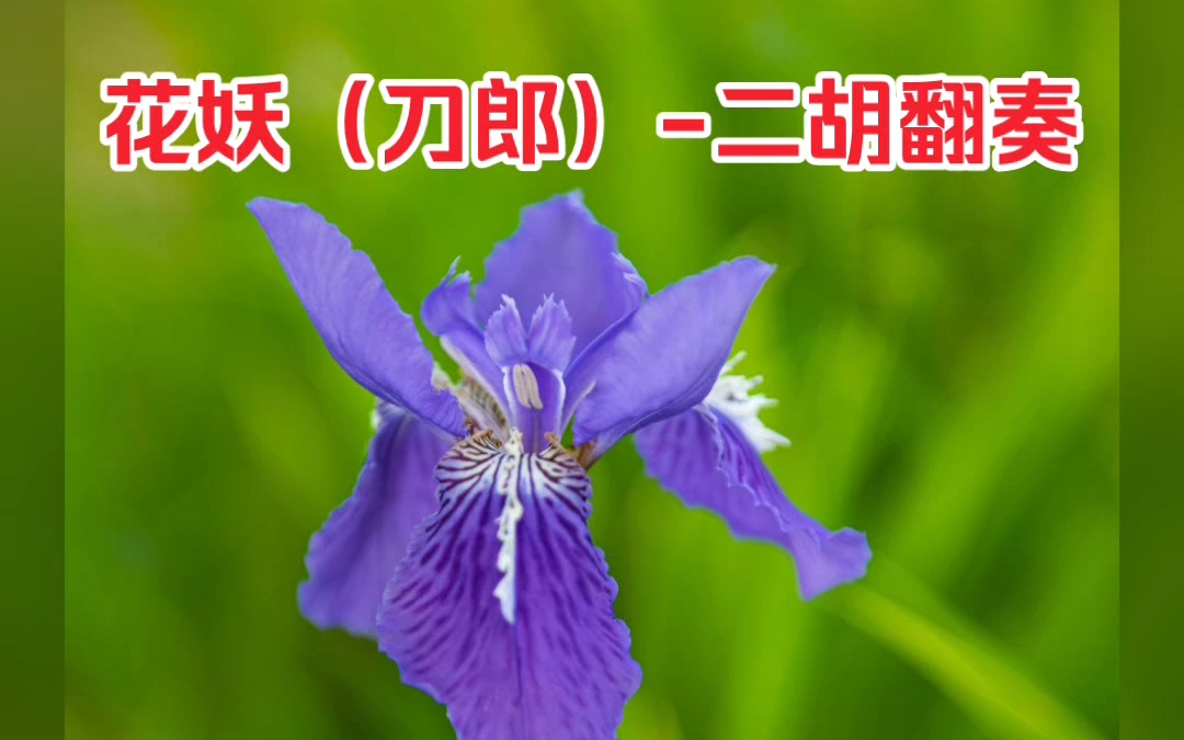 花妖(刀郎)二胡翻奏(妖体未修成版)