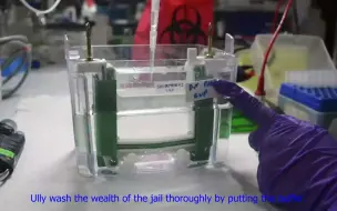 Download Video: 植物miRNA northern blot