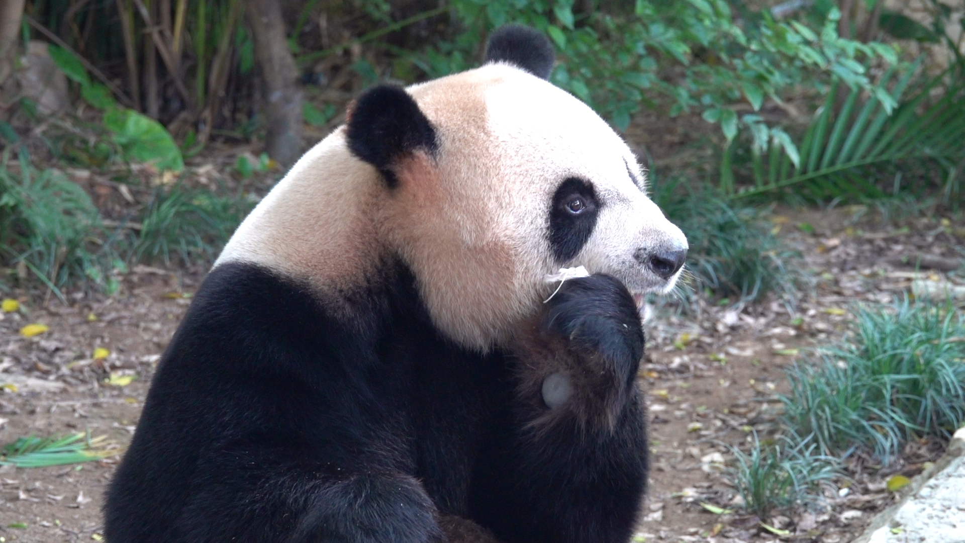 【大熊猫酷酷】超可爱酷酷吃播