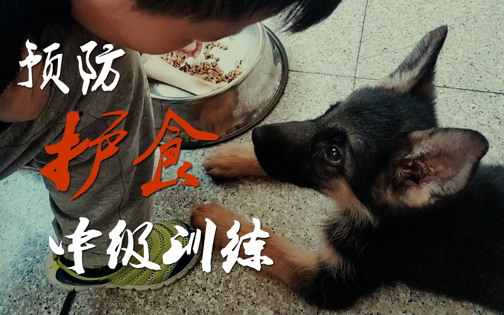 【德牧】小米预防护食中级训练:烈性犬和小孩安全相处全身无禁区哔哩哔哩bilibili