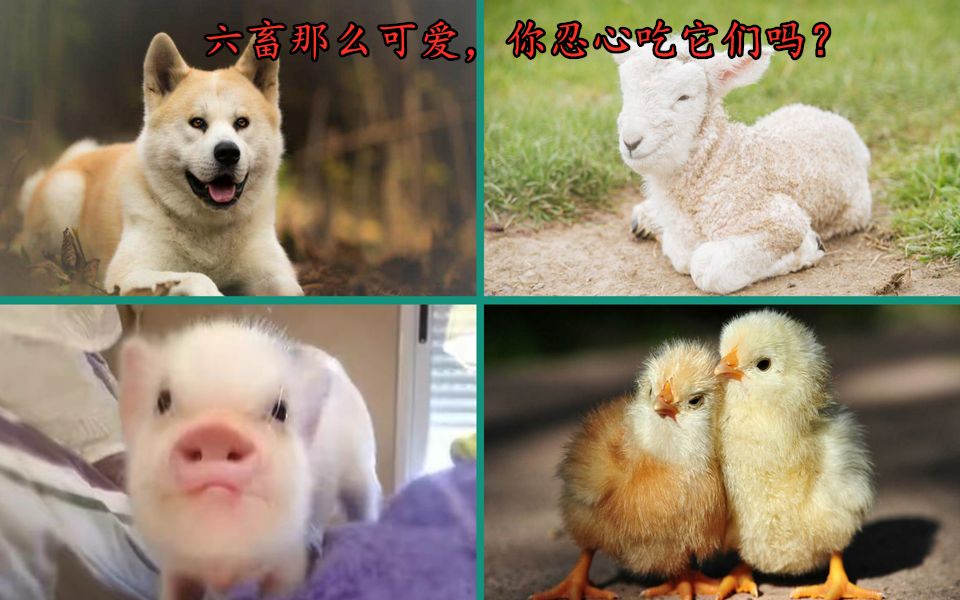 活动  六畜那么可爱!你们怎么可以吃六畜!