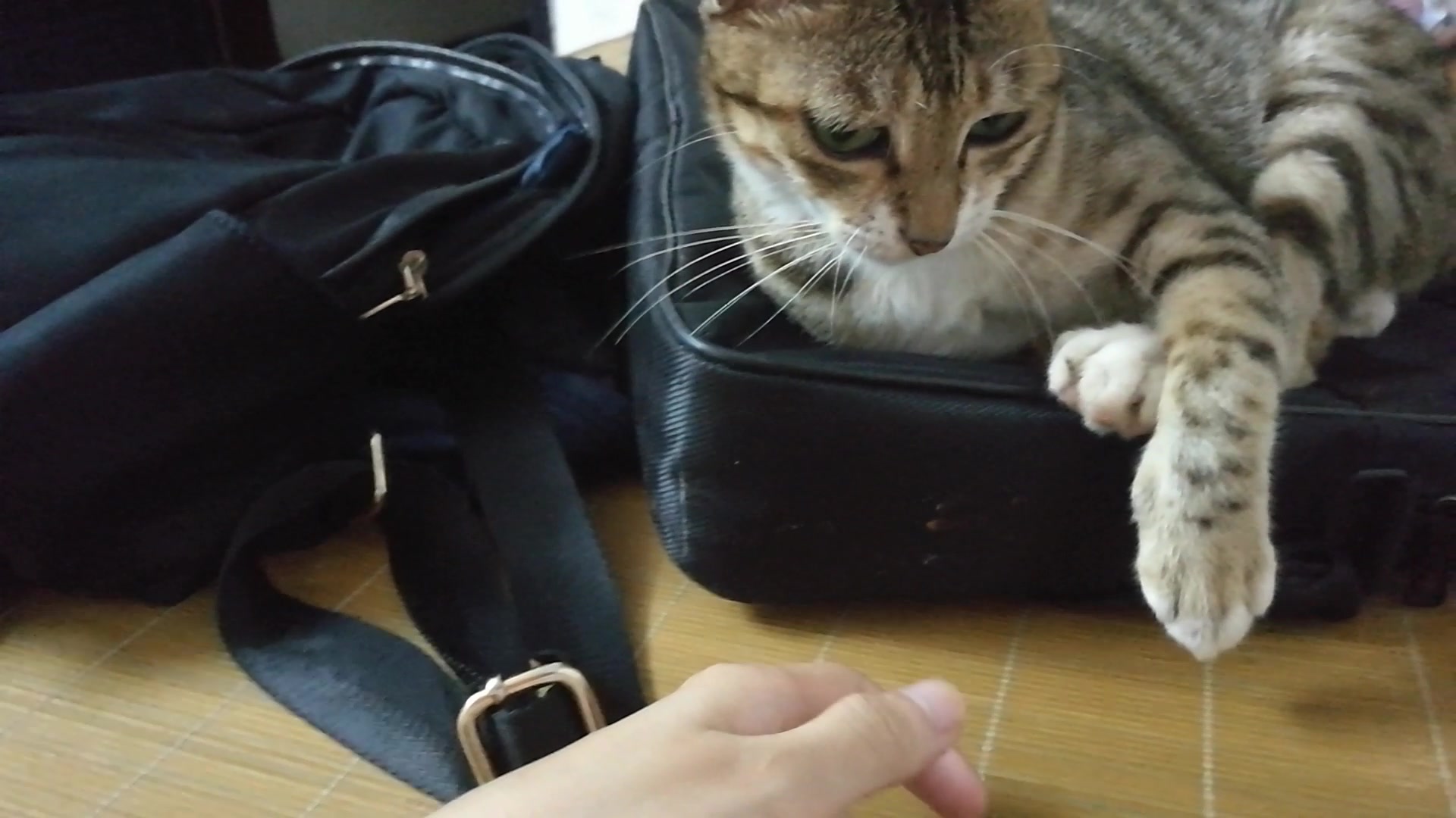 超级喜欢和猫咪握爪,软呼呼的