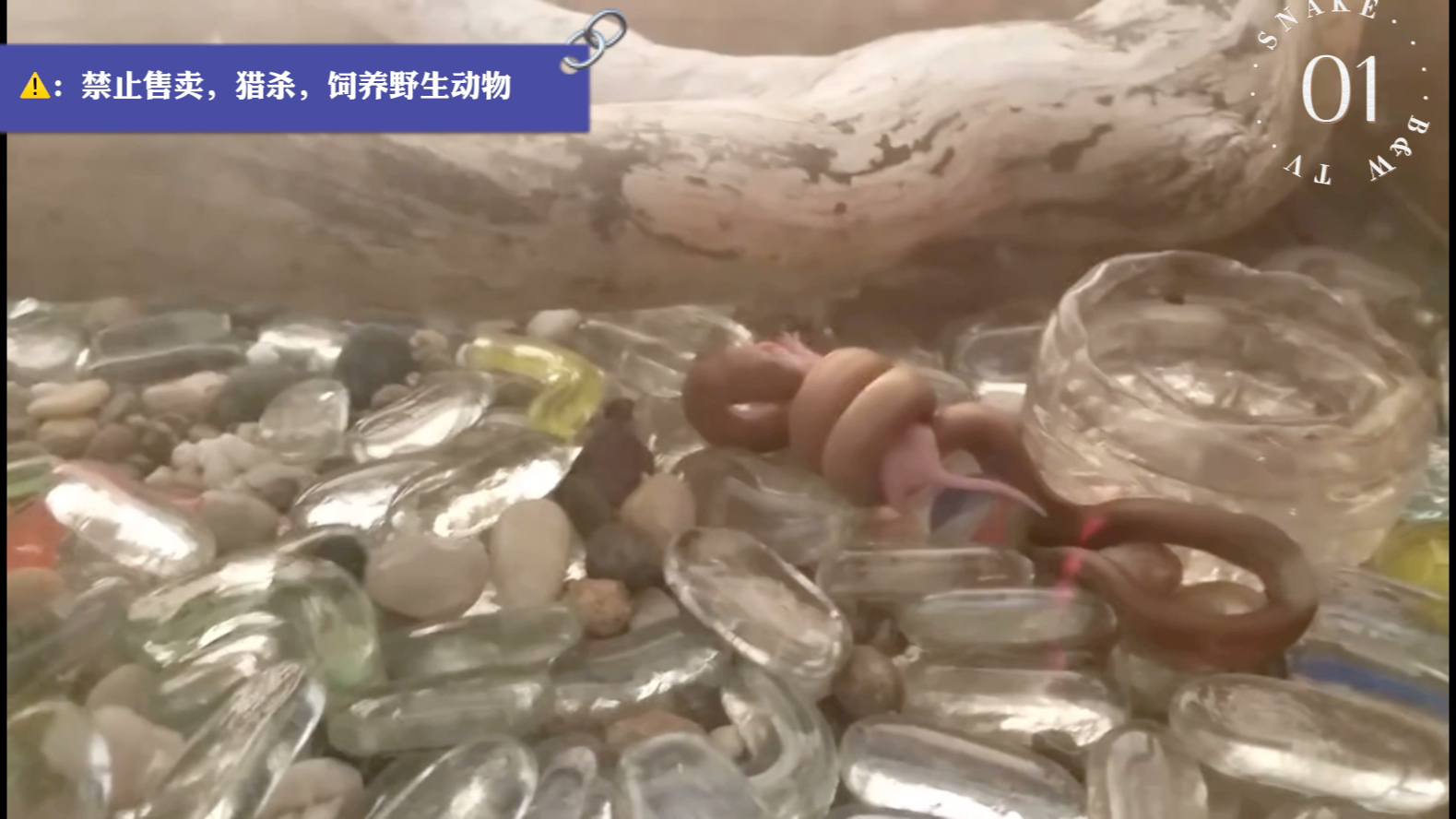 橡皮蟒残忍吞食幼鼠